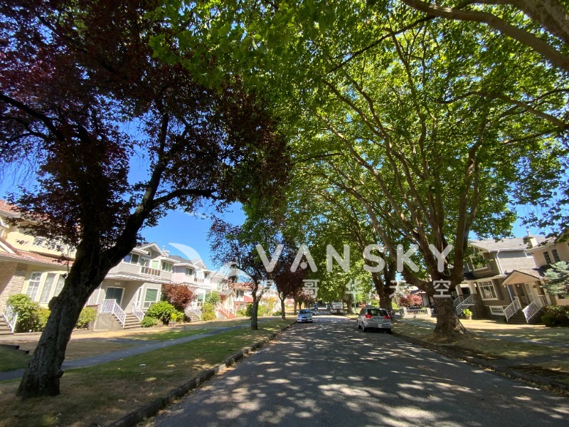 250413104816_tree lined street.jpeg